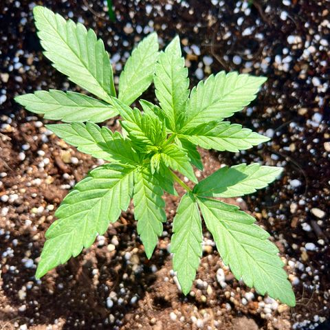 Stress Killer Automatic growlog timeline photo