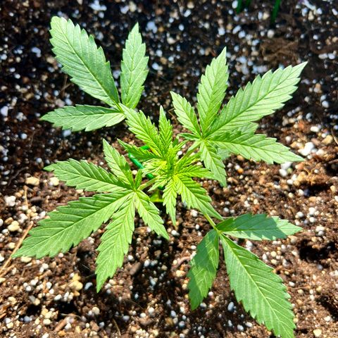 Royal Haze Automatic growlog timeline photo