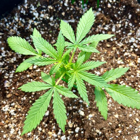 Royal Haze Automatic growlog timeline photo
