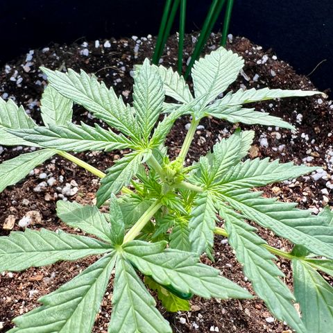 Royal Haze Automatic growlog timeline photo