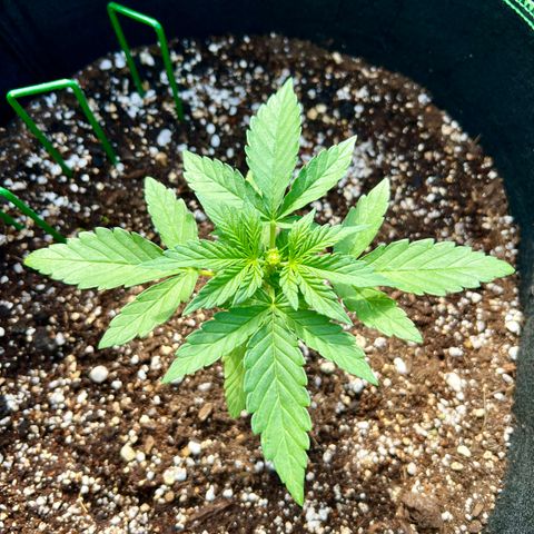Stress Killer Automatic growlog timeline photo