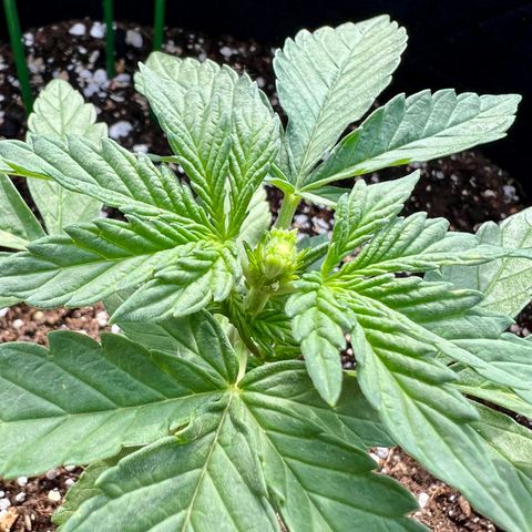 Stress Killer Automatic growlog timeline photo