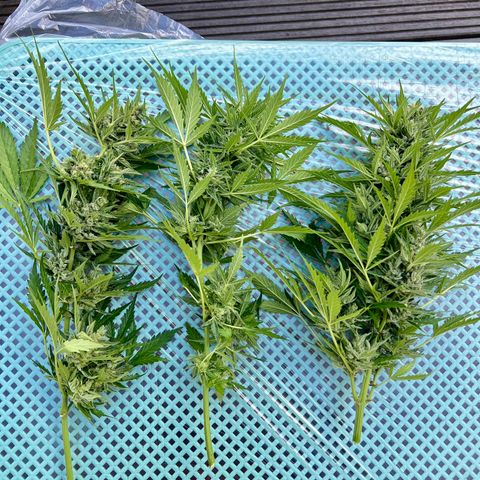 Sherbet Queen growlog photo: Partially harvest due to bad weather conditions the buds started to get some kind of fungus 