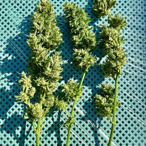 Sherbet Queen growlog photo: Partially harvest due to bad weather conditions the buds started to get some kind of fungus 