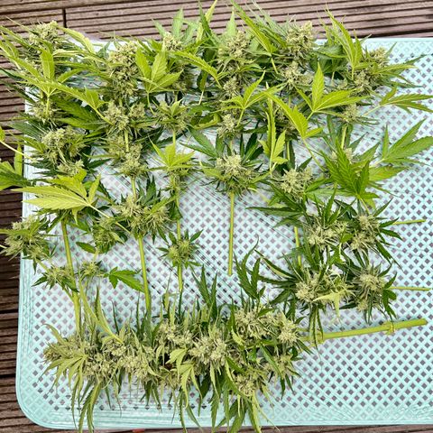 HulkBerry Automatic growlog timeline photo