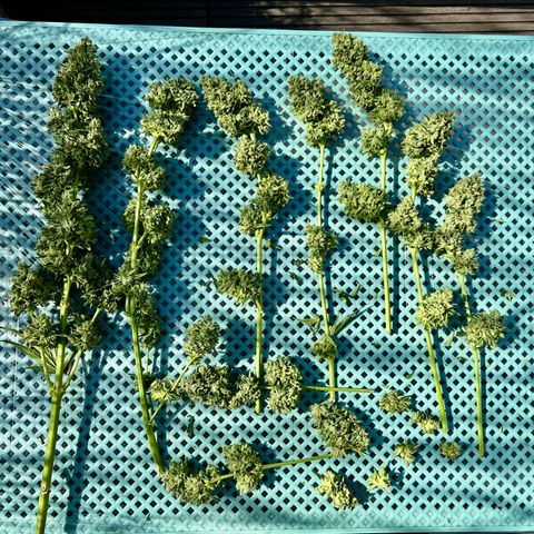 HulkBerry Automatic growlog timeline photo