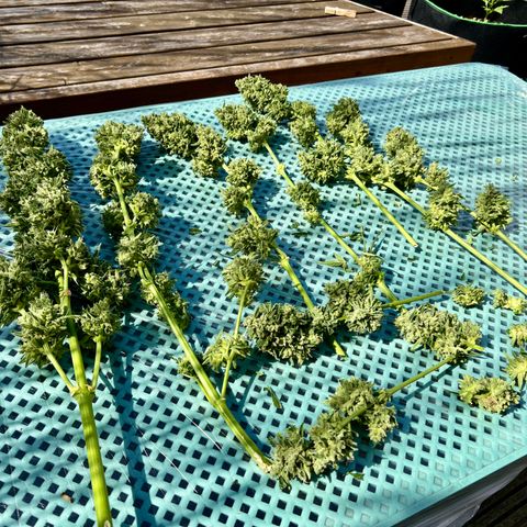 HulkBerry Automatic growlog timeline photo