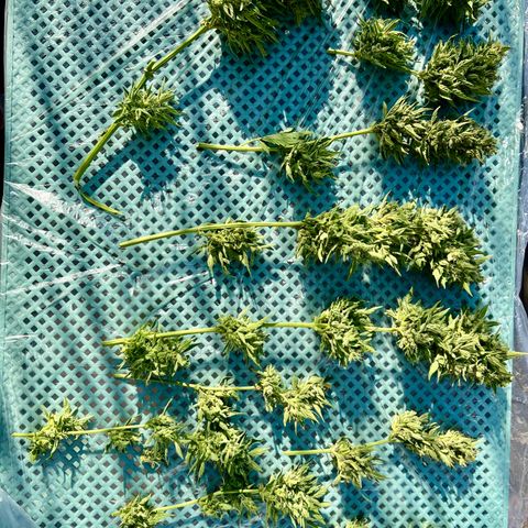 Sherbet Queen growlog timeline photo