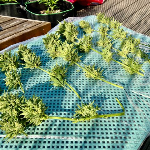 Sherbet Queen growlog timeline photo