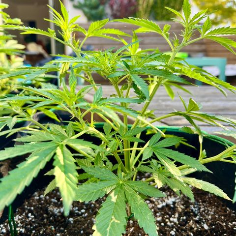Royal Haze Automatic growlog timeline photo