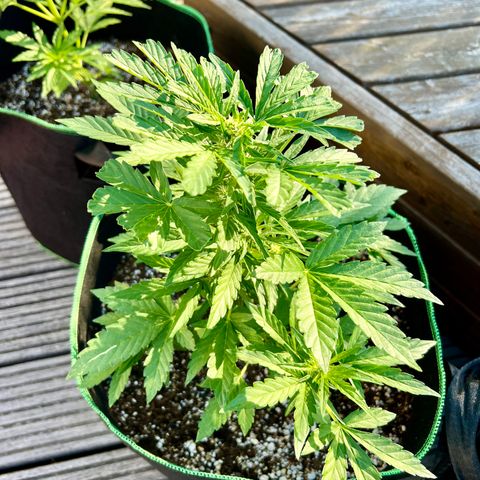 Stress Killer Automatic growlog timeline photo
