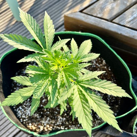Cookies Gelato Automatic growlog timeline photo