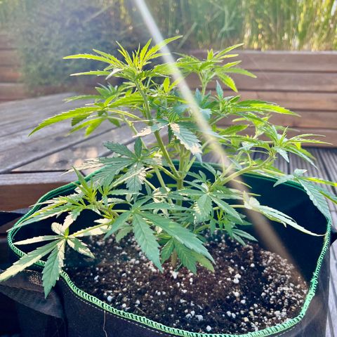 Royal Haze Automatic growlog timeline photo