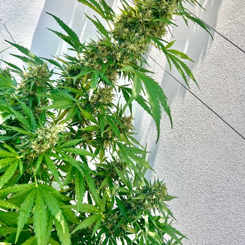 Purple Queen Automatic growlog timeline photo