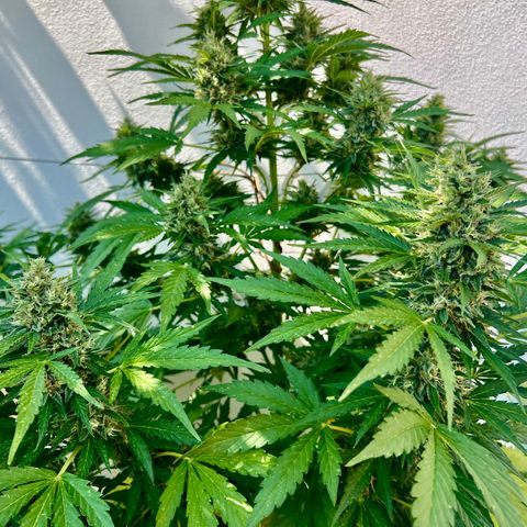 Purple Queen Automatic growlog timeline photo