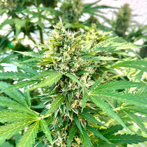 Purple Queen Automatic growlog timeline photo