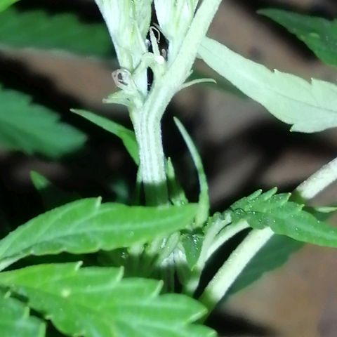 Unknown strain growlog photo: Starting to show their true colours