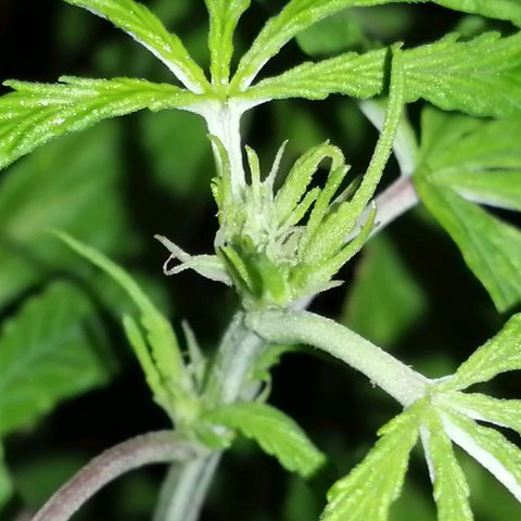 Unknown strain growlog photo: Starting to show their true colours