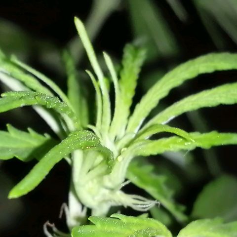 Unknown strain growlog photo: Starting to show their true colours