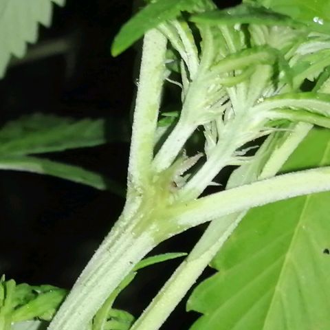 Unknown strain growlog photo: Starting to show their true colours