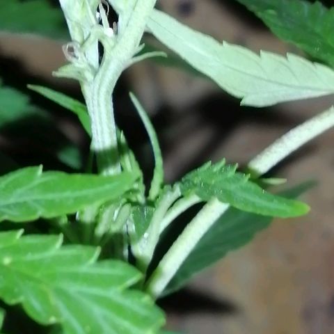 Unknown strain growlog photo: Starting to show their true colours