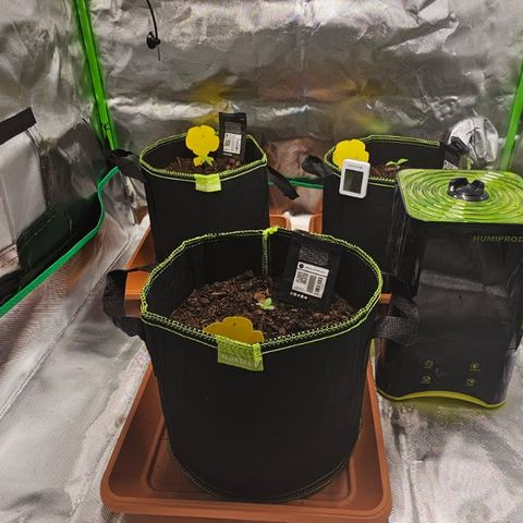 Lemon Cherry Cookies Auto growlog timeline photo