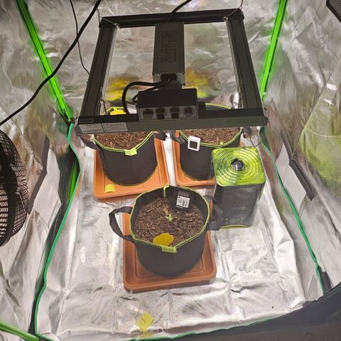 Lemon Cherry Cookies Auto growlog timeline photo