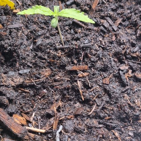 Lemon Cherry Cookies Auto growlog timeline photo
