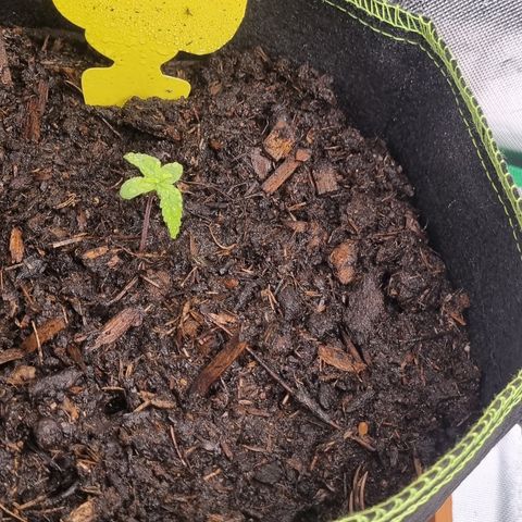 Lemon Cherry Cookies Auto growlog timeline photo