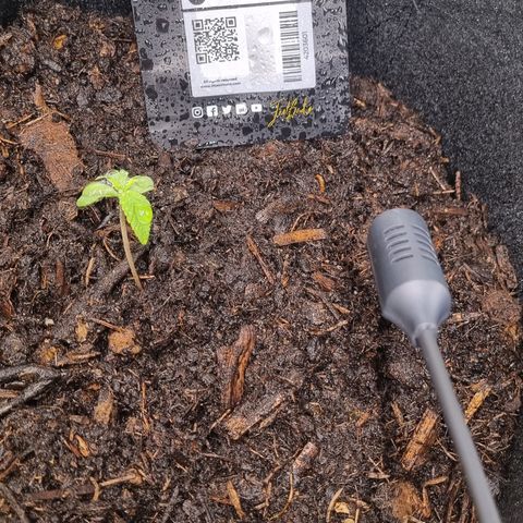 Lemon Cherry Cookies Auto growlog timeline photo