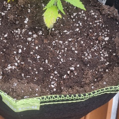 Lemon Cherry Cookies Auto growlog timeline photo