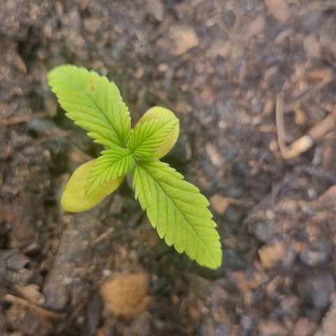 Lemon Cherry Cookies Auto growlog timeline photo
