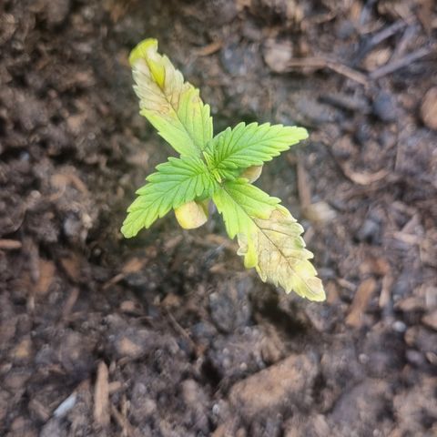 Lemon Cherry Cookies Auto growlog timeline photo