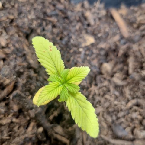 Lemon Cherry Cookies Auto growlog timeline photo
