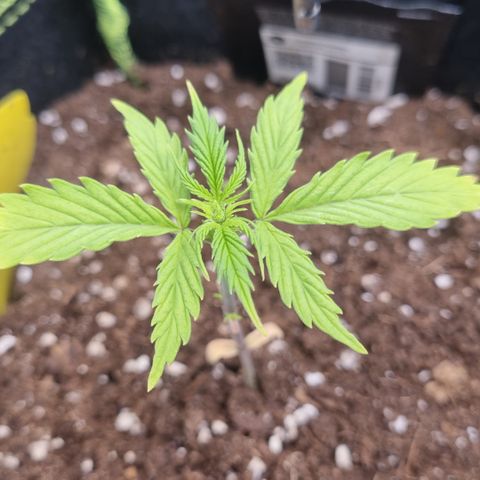 Lemon Cherry Cookies Auto growlog timeline photo