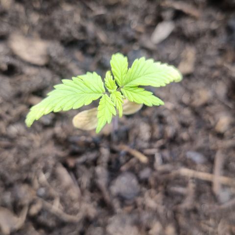 Lemon Cherry Cookies Auto growlog timeline photo