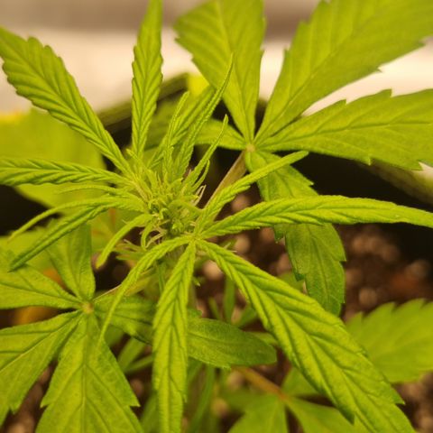 Lemon Cherry Cookies Auto growlog timeline photo