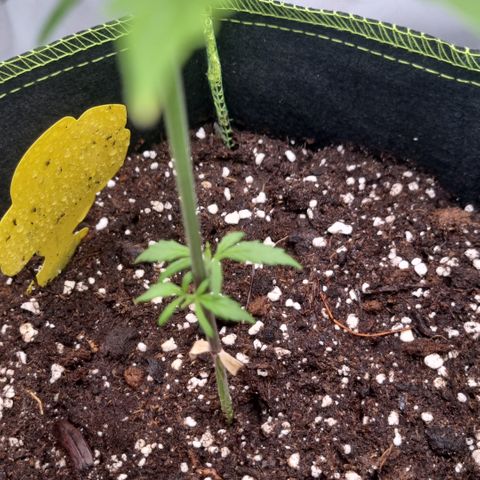Lemon Cherry Cookies Auto growlog timeline photo