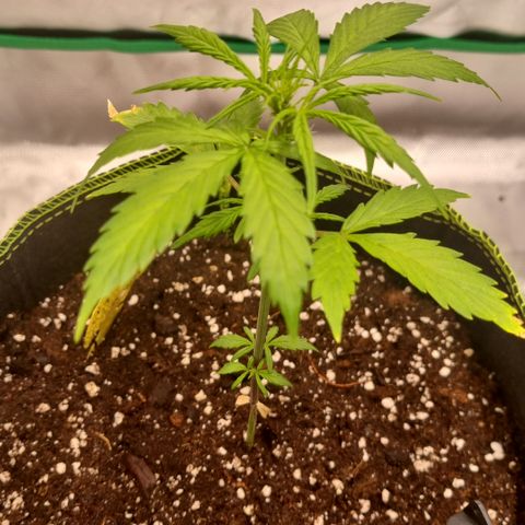 Lemon Cherry Cookies Auto growlog timeline photo