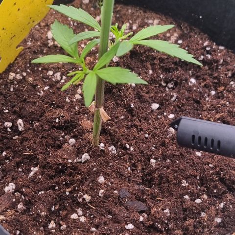 Lemon Cherry Cookies Auto growlog timeline photo