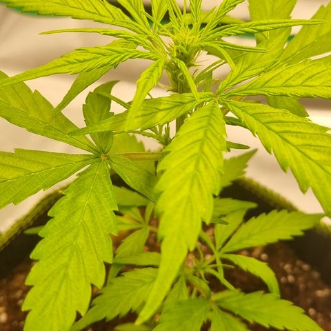 Lemon Cherry Cookies Auto growlog timeline photo