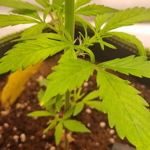 Lemon Cherry Cookies Auto growlog timeline photo