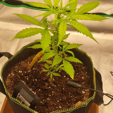 Lemon Cherry Cookies Auto growlog timeline photo