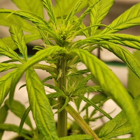 Lemon Cherry Cookies Auto growlog timeline photo
