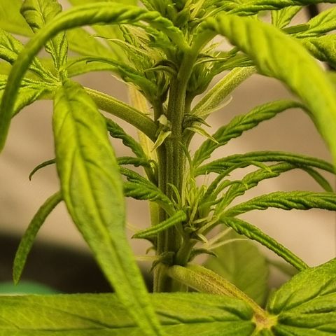 Lemon Cherry Cookies Auto growlog timeline photo