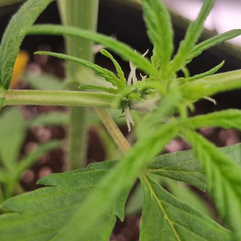 Lemon Cherry Cookies Auto growlog timeline photo