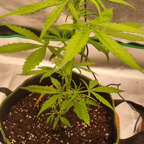 Lemon Cherry Cookies Auto growlog timeline photo