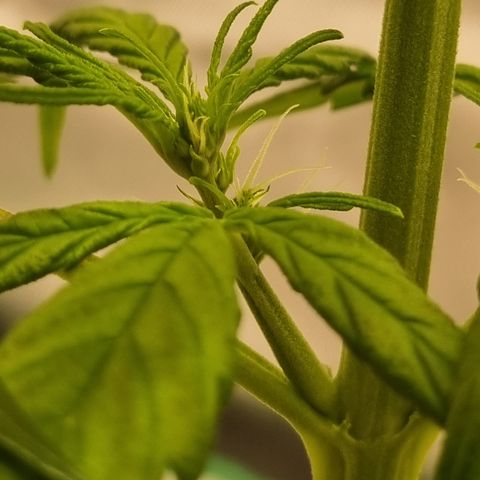 Lemon Cherry Cookies Auto growlog timeline photo