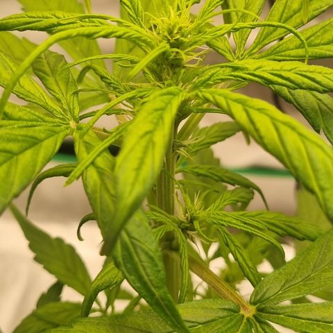 Lemon Cherry Cookies Auto growlog timeline photo