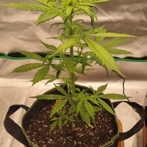 Lemon Cherry Cookies Auto growlog timeline photo